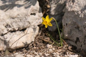 Narcissus assoanus (Narcisse d'Asso)