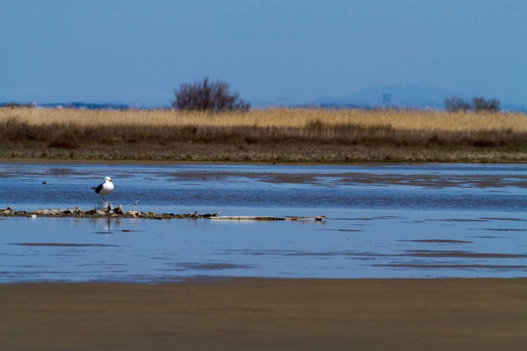 Camargue N. Kaldonski